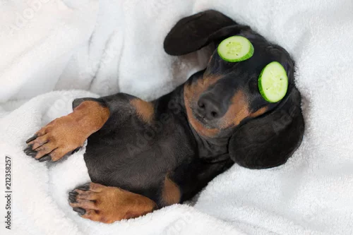 Obraz jamnik dla psów, czarny podpalany, zrelaksowany po zabiegach spa na twarzy z ogórkiem, przykryty ręcznikiem