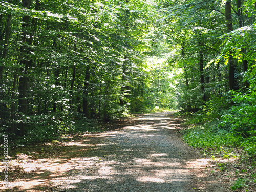 Waldweg im Sommer  photo