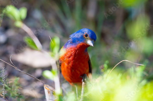 painted bunting