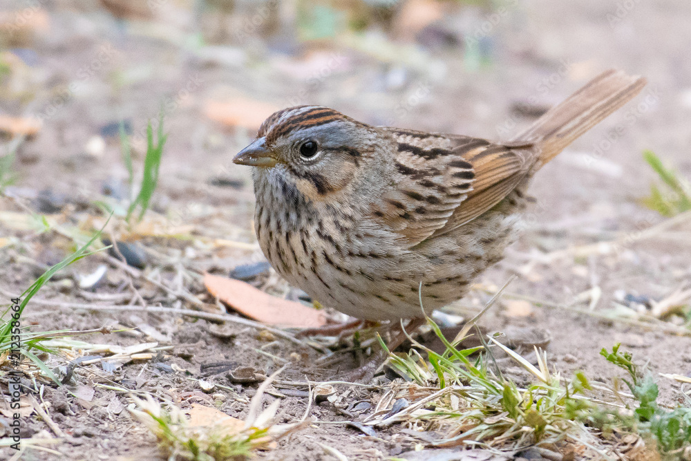 sparrow sparrow