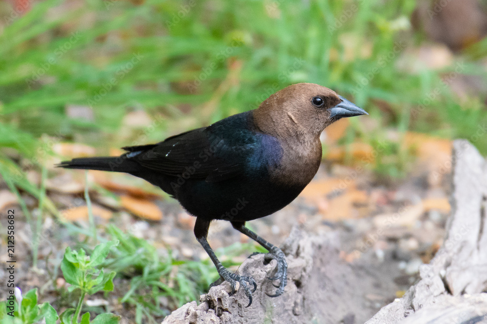 Obraz premium brown-headed cowbird