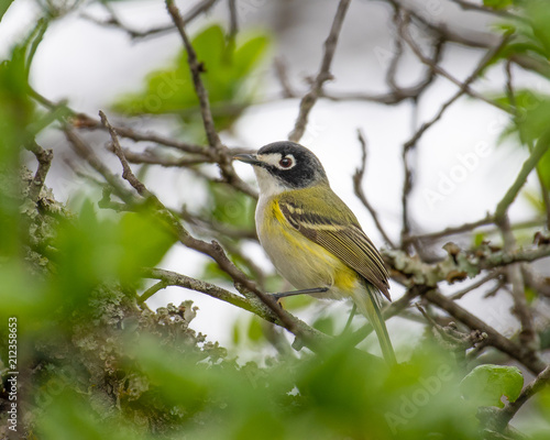 Black-capped Vireo
