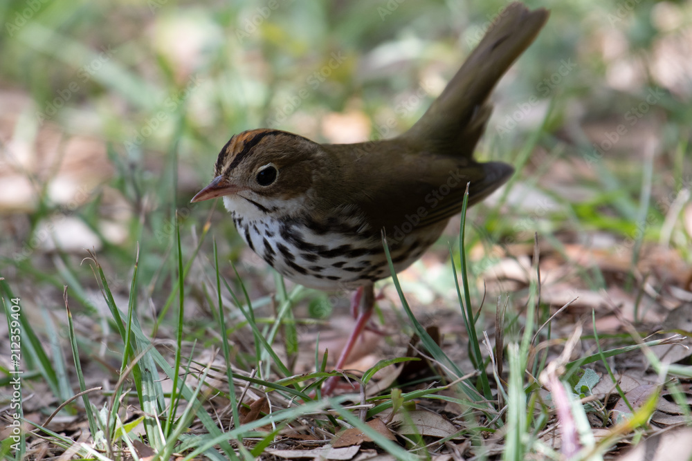 songbird songbird