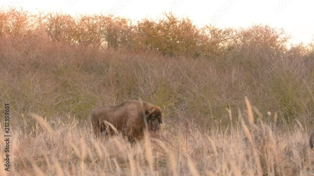 European Bison - Bison bonasus, herd of herbivores reintroducted in Milovice, Bialowieza. European Bison - Bison bonasus, herd of herbivores reintroducted in Milovice, Bialowieza.