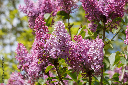 Fleurs de lilas