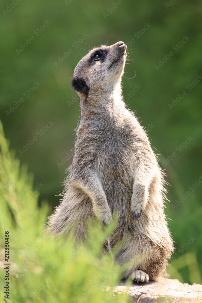 Fototapeta premium Close up of a Meerkat on century duty