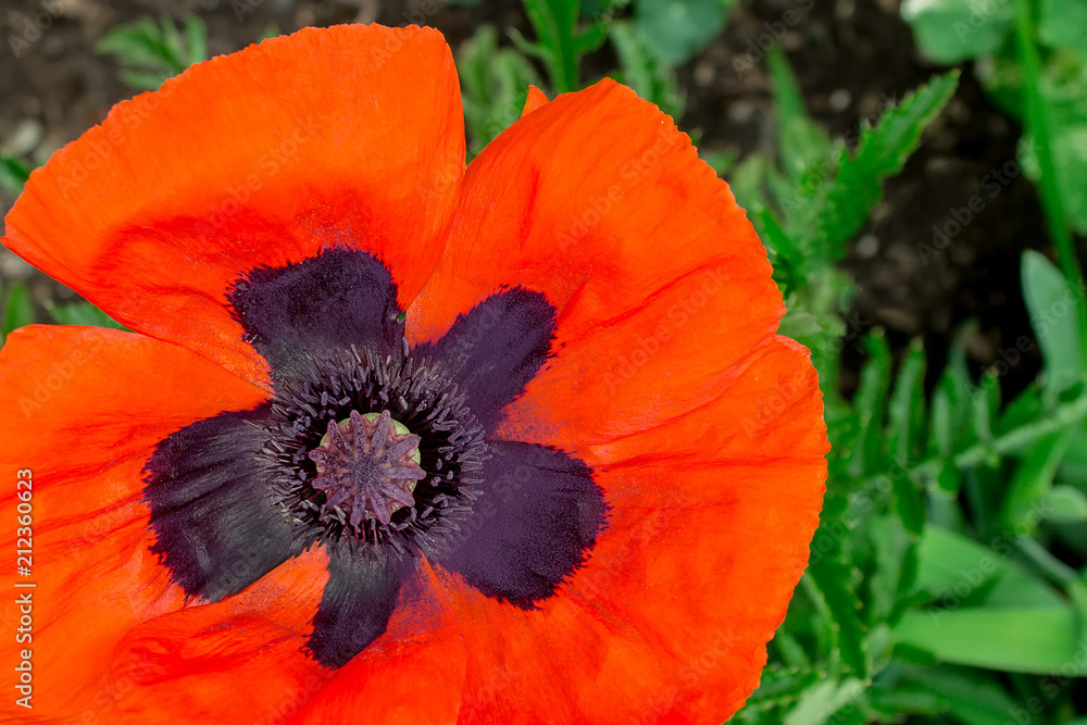 Obraz premium close-up of beautiful red poppy flower
