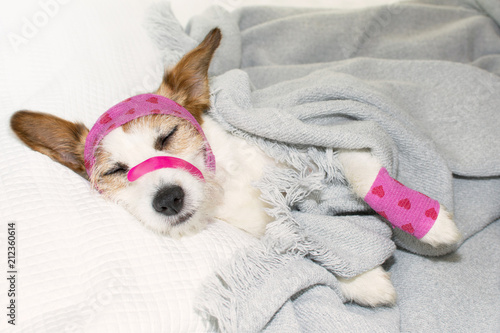 ADORABLE SICK DOG SLEEPING OR RESTING ON BED WITH PINK AND HEART PATTERN BANDAGE ON HEAD AND PAW AND WITH A GRAY BLANKET COVERET IT. © Sandra