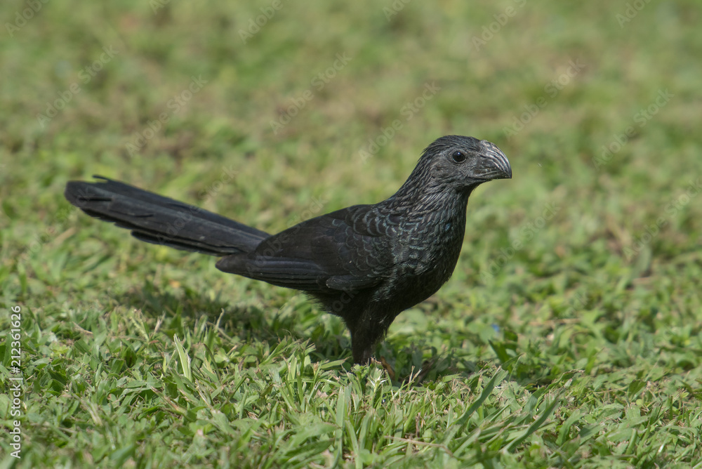 tropical bird tropical bird