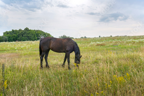 Horse, standing on a yellow field, Horse in the nature © Andrii
