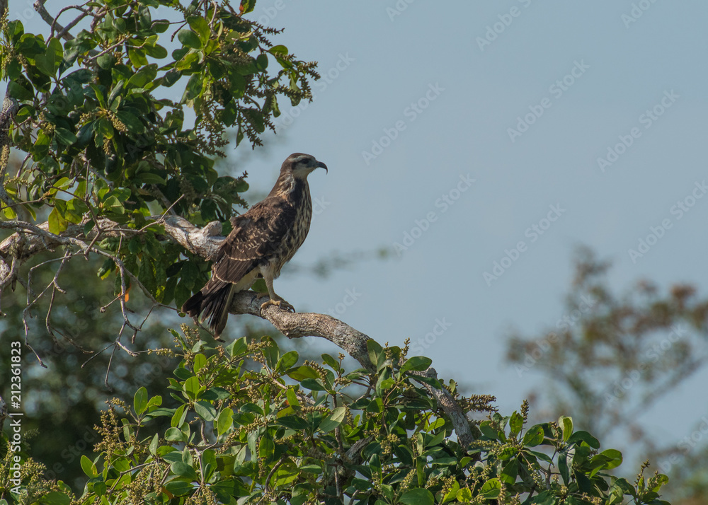 Fototapeta premium Wild Bird