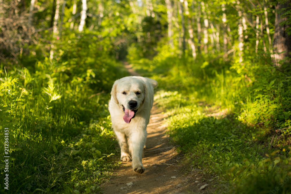 Portrait of white dog breed golden retriever running in the forest at sunset