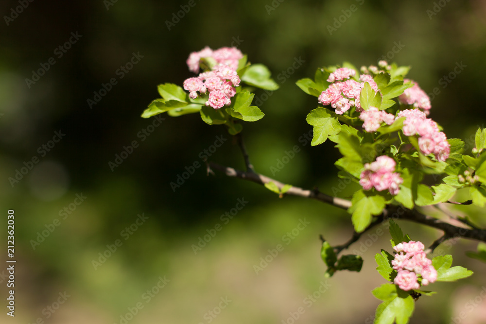 Blossom apple over nature background, spring flowers Blossom apple over nature background, spring flowers