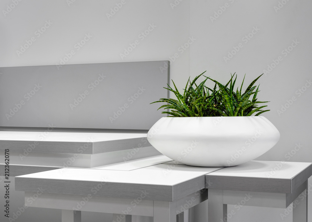 Office Interior Element: White Pot Of Green Houseplant Sansevieria On Grey-White Table Near A Wall. Green Office Plant In White Pot. Idea For Home Interrior Decoration. Flower In Pot
