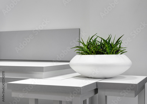 Obraz na płótnie Office Interior Element: White Pot Of Green Houseplant Sansevieria On Grey-White Table Near A Wall. Green Office Plant In White Pot. Idea For Home Interrior Decoration. Flower In Pot w salonie