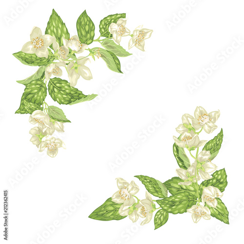 Decor element for frame with jasmine branches with flowers  and leaves