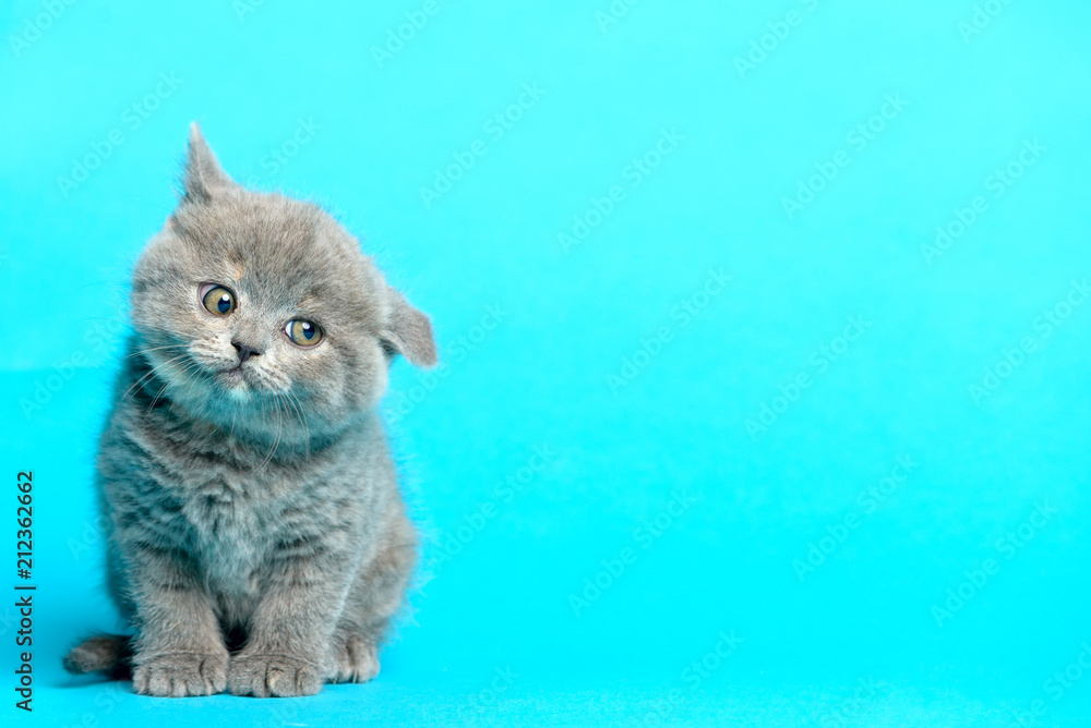 Naklejka premium Młody kotek brytyjski niebieskie tło