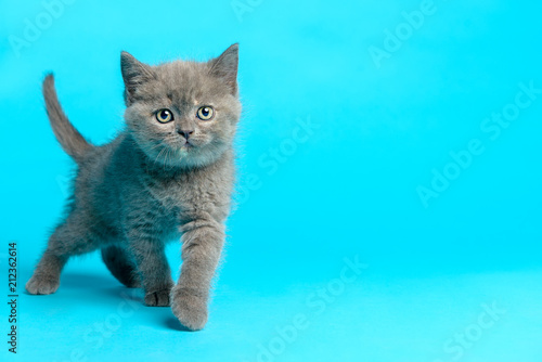 Young british kitten blue background