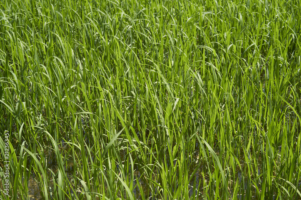 Rice plant in the Delta del Ebro Rice plant in the Delta del Ebro