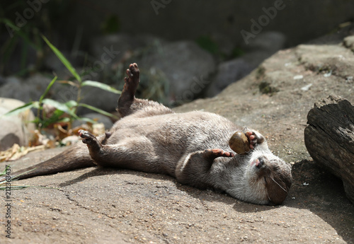 Close up of an Asian Short Clawed otter playing with a pebble