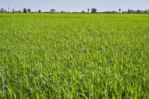 Rice plant in the Delta del Ebro