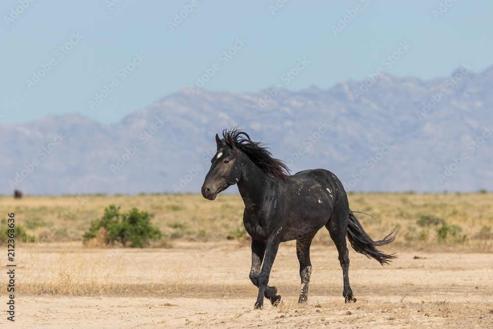 Beautiful Wild Horse in the Utah Desert Beautiful Wild Horse in the Utah Desert