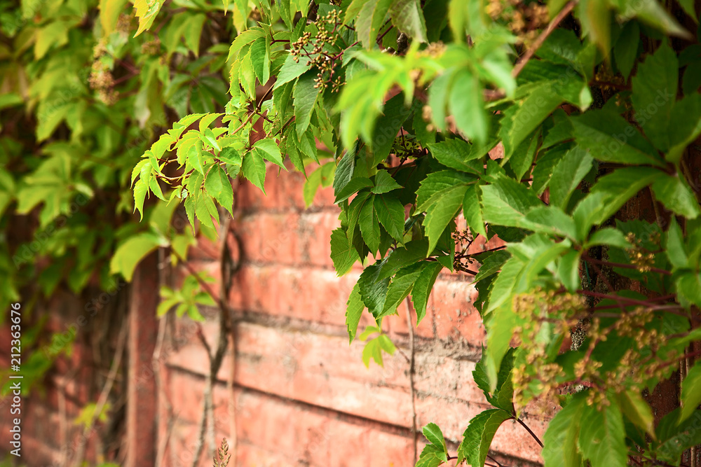 old red brick wall decorated with live green plant, close-up. Texture, background old red brick wall decorated with live green plant, close-up. Texture, background