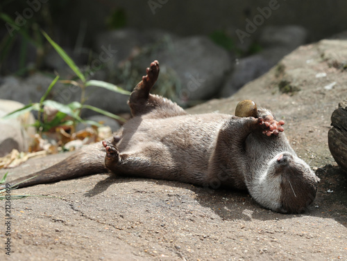 Close up of an Asian Short Clawed otter playing with a pebble