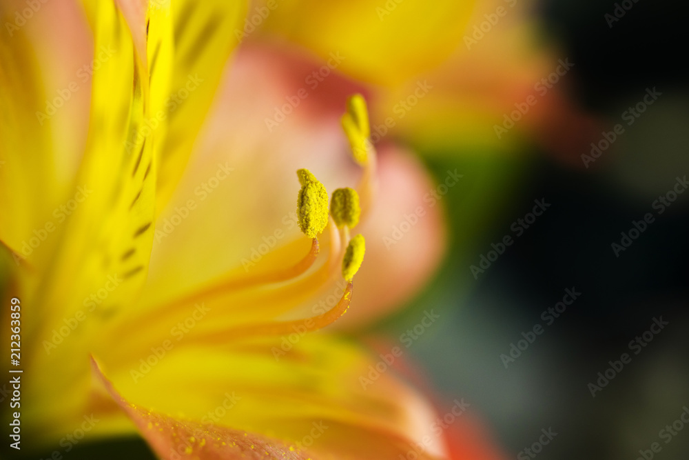 FlowerMacro FlowerMacro