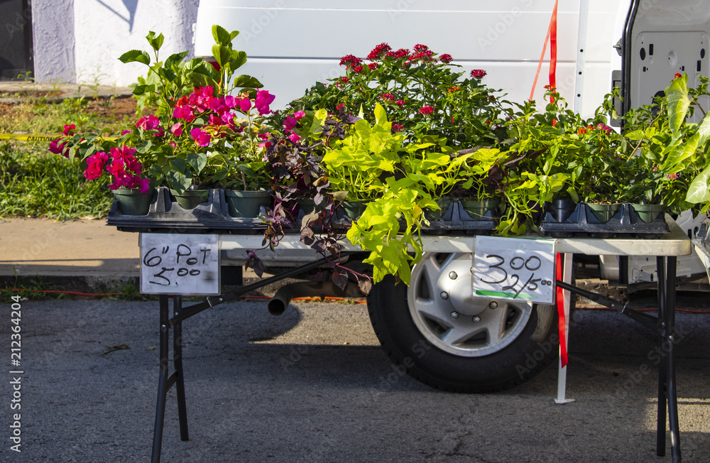 Pots of flowers and plants for sale on folding table at a farmers market