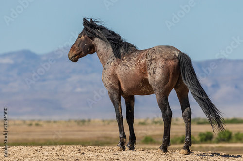 Beautiful Wild Horse in the Utah Desert