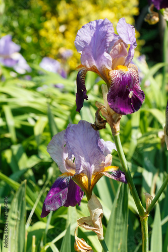 Fototapeta Naklejka Na Ścianę i Meble -  Fleurs d'iris violettes