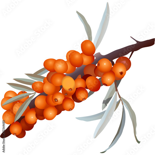 sea buckthorn