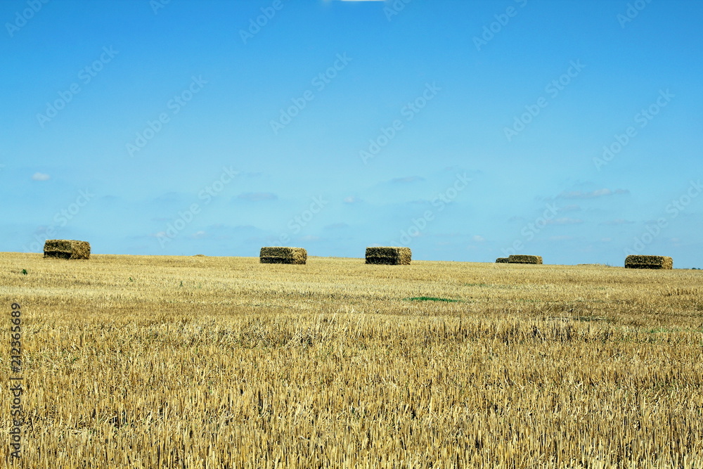 Fototapeta premium Rectangular bales of straw on a field and blue sky