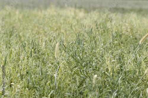 Spring field with growing Grass pea (Lathyrus sativus) plants photo