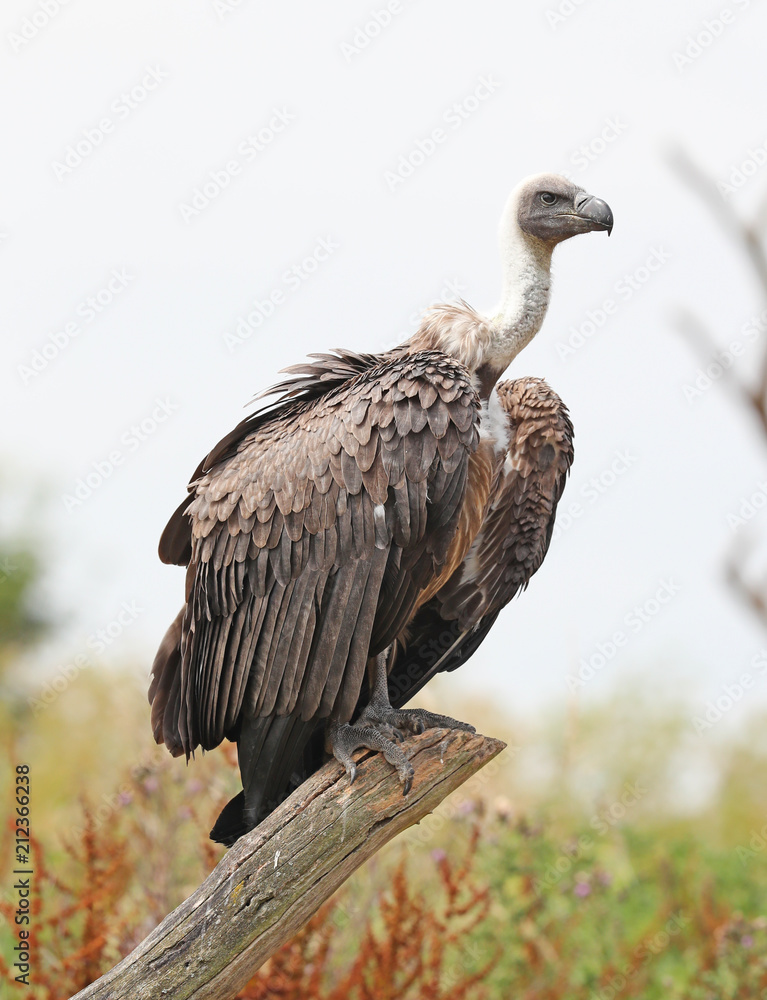 Close up of an African White-backed Vulture