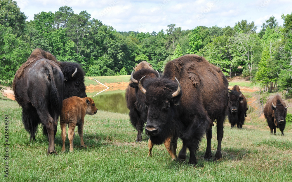Buffalo Roaming in a Field 