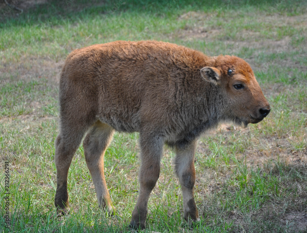 Fototapeta premium Buffalo Roaming in a Field 