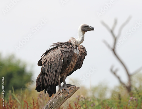 Close up of an African White-backed Vulture