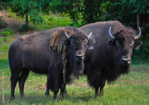 Buffalo Roaming in a Field 