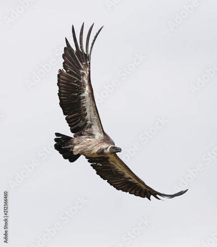 Close up of an African White-backed Vulture in flight photo