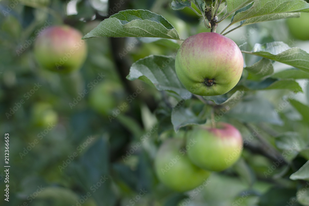 Fresh apples on tree Fresh apples on tree