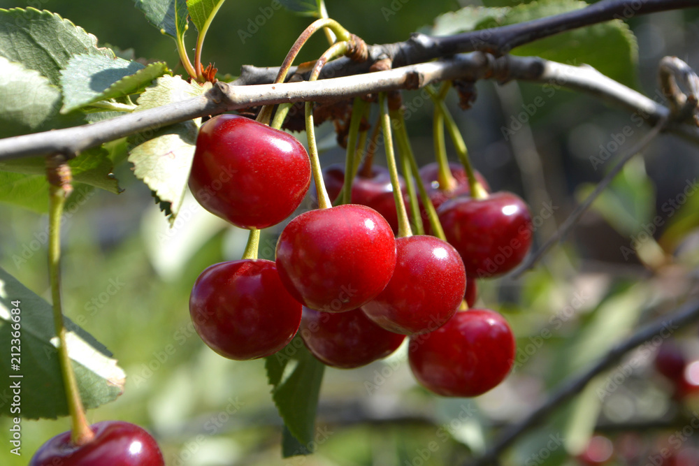 Cherry or sweet cherry on the tree Cherry or sweet cherry on the tree