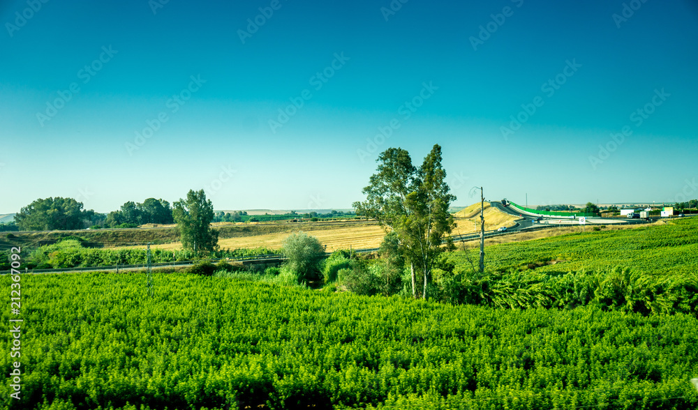 Spain, Cordoba, SCENIC VIEW OF AGRICULTURAL FIELD AGAINST BLUE SKY