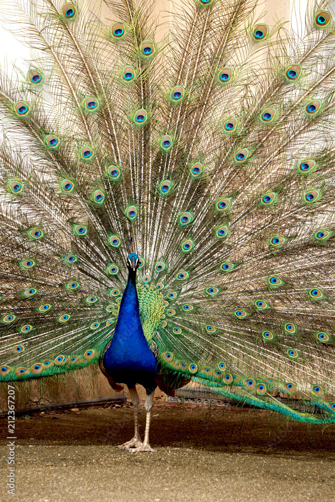 Naklejka premium Сlose-up of a peacock, vertical image.
