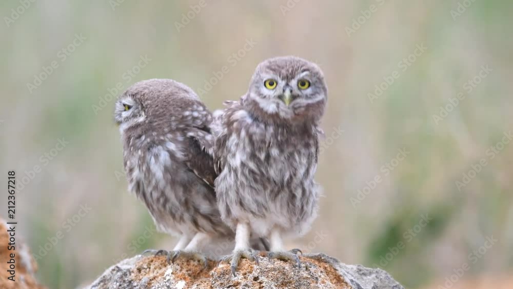 Two young Little owl (Athene noctua) sits on a stone near his burrow. Two young Little owl (Athene noctua) sits on a stone near his burrow.