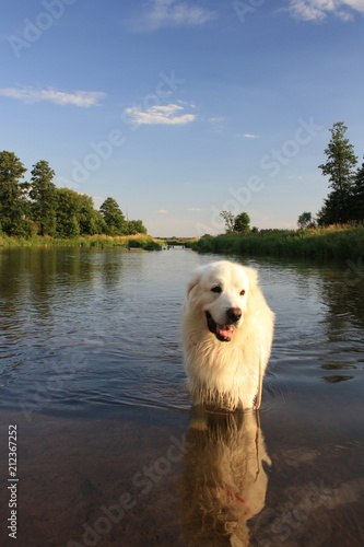 A big white dog basking in the river