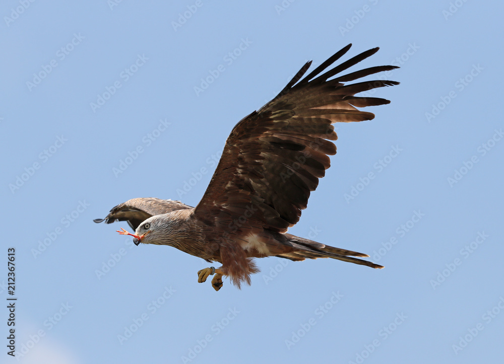 Obraz premium Close up of a Black Kite in flight