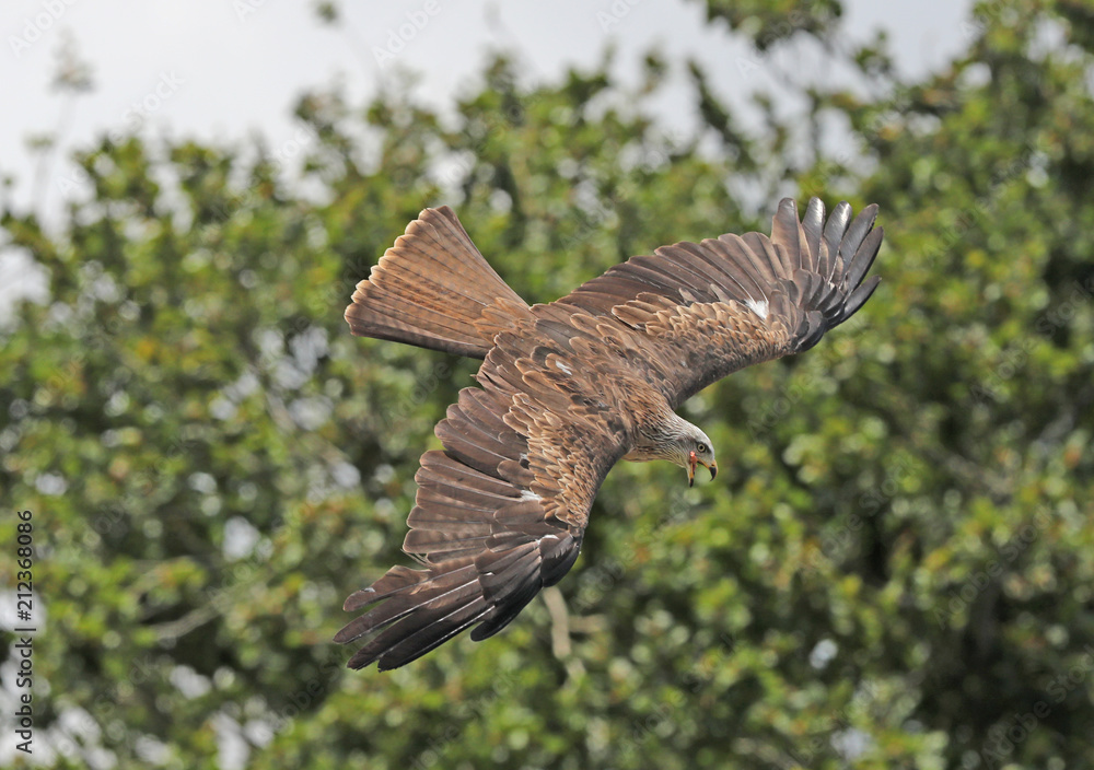 Fototapeta premium Close up of a Black Kite in flight