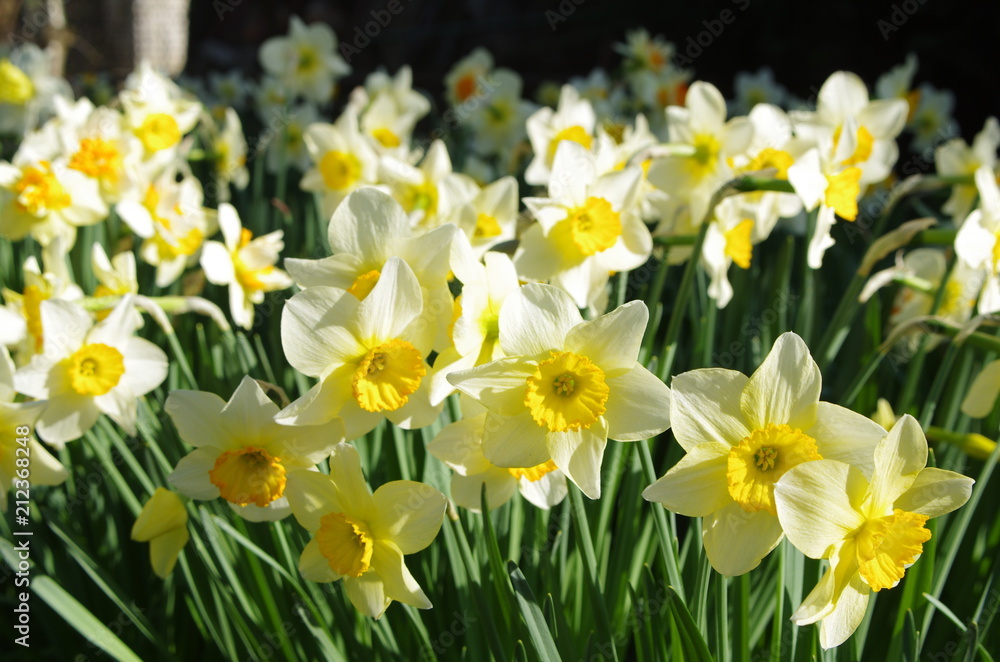 Daffodils Daffodils